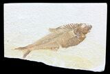 Diplomystus Fossil Fish - Wyoming #74576-1